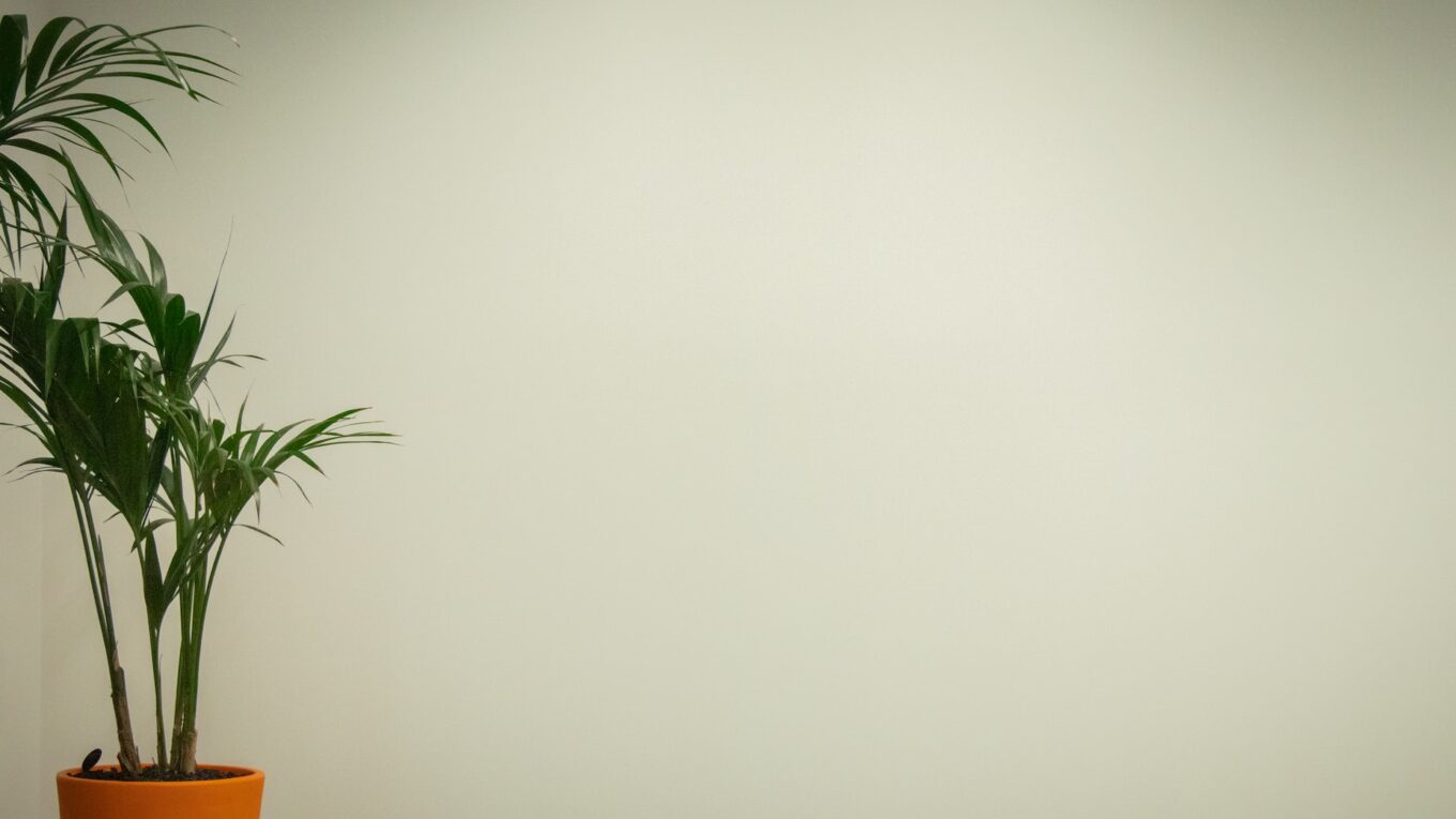 Potted plant against a plain wall