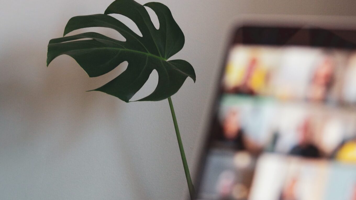 Plant leaf in front of a blurred laptop screen